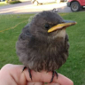 Meet your Posher, Allison